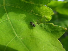 Agrilus derasofasciatus