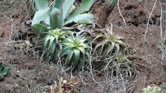 Hechtia podantha