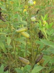 Crotalaria micans