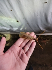 Corydalus flavicornis
