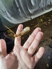 Corydalus flavicornis