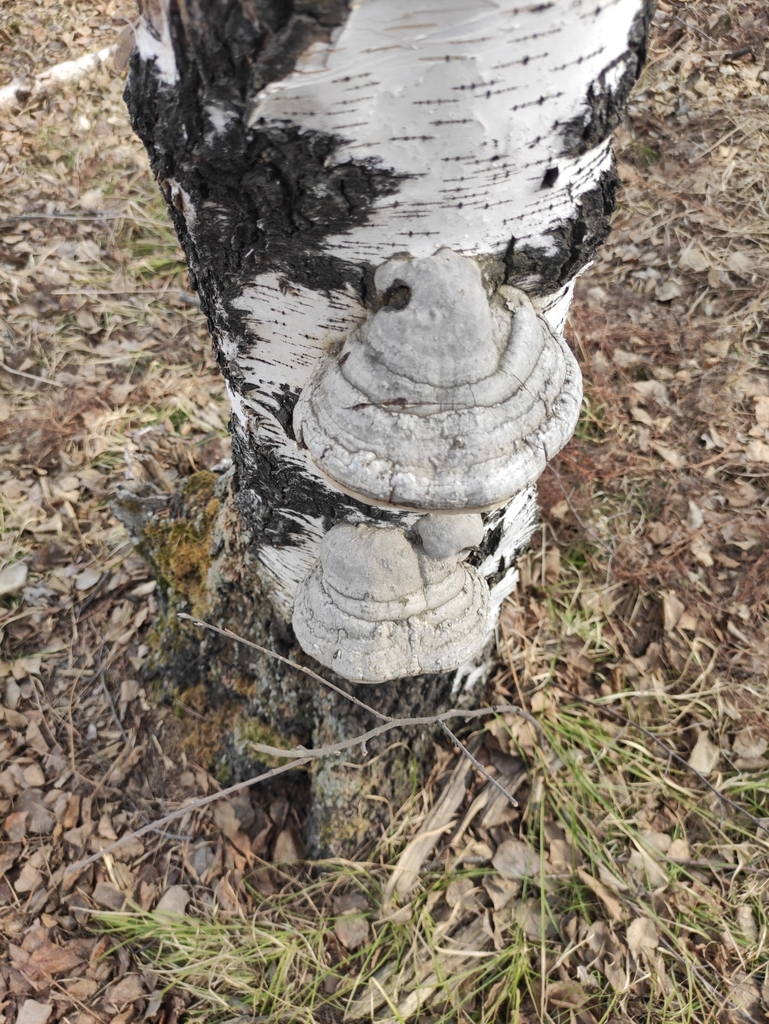 Fomes fomentarius · April 2022 · photo: © wrrite (iNaturalist, cc-by)