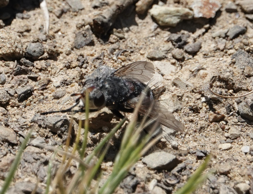 iNaturalist observation photo of Bot Flies, Blow Flies, and Allies