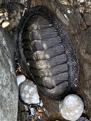 Chiton stokesii