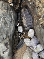 Chiton stokesii
