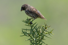 Camarhynchus parvulus