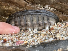 Chiton stokesii