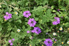 Glandularia polyantha