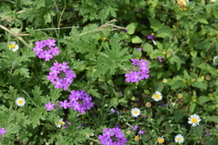 Glandularia polyantha