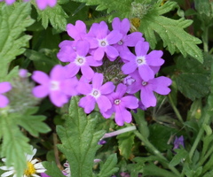 Glandularia polyantha