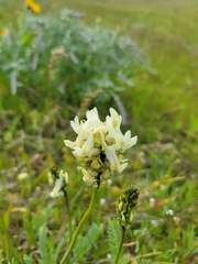Astragalus hoodianus