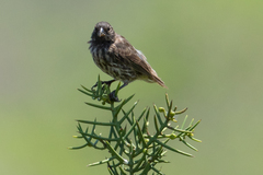 Camarhynchus parvulus