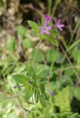 Collomia heterophylla