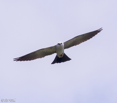 Ictinia mississippiensis