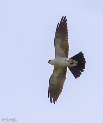 Ictinia mississippiensis