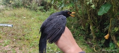 Turdus serranus