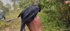 Turdus serranus
