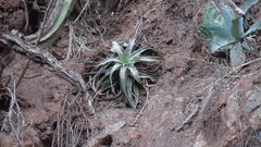 Hechtia podantha