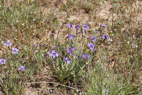 iNaturalist observation photo of western blue-eyed grass