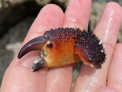 Eriphides hispida