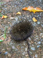 Apeiba tibourbou image