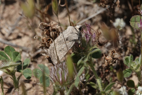 iNaturalist observation photo of Cutworm Moths and Allies