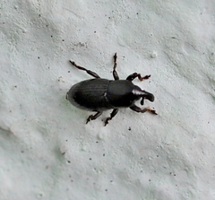 Melanobaris