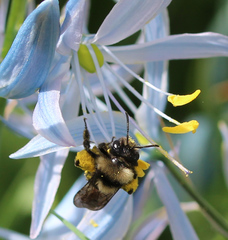Andrena transnigra