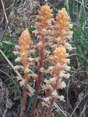 Orobanche amethystea amethystea