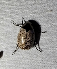 Callistethus cupricollis