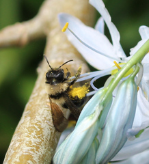 Andrena transnigra