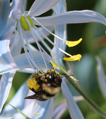 Andrena transnigra
