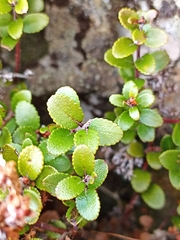 Gaultheria colensoi