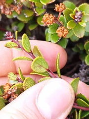 Gaultheria colensoi