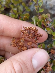 Gaultheria colensoi