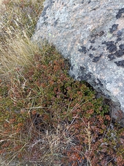 Gaultheria colensoi