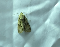 Acronicta connecta