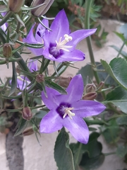 Campanula versicolor tenorei