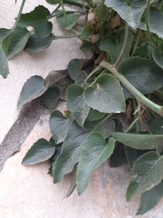 Campanula versicolor tenorei