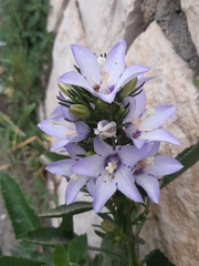 Campanula versicolor tenorei