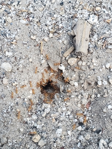 Myrmecocystus testaceus photo 3