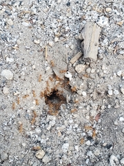 Myrmecocystus testaceus