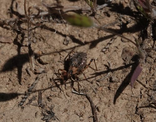 iNaturalist observation photo of Rhynocoris ventralis