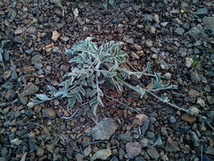 Psephellus turgaicus