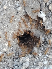 Myrmecocystus testaceus