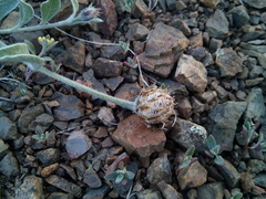 Psephellus turgaicus