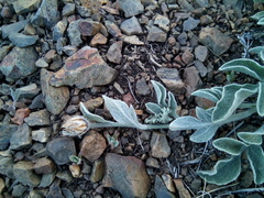 Psephellus turgaicus