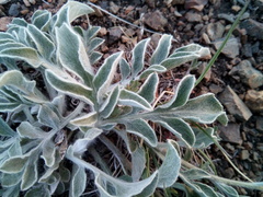 Psephellus turgaicus