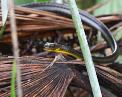 Chironius multiventris