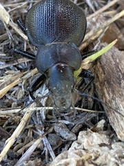 Calosoma luxatum